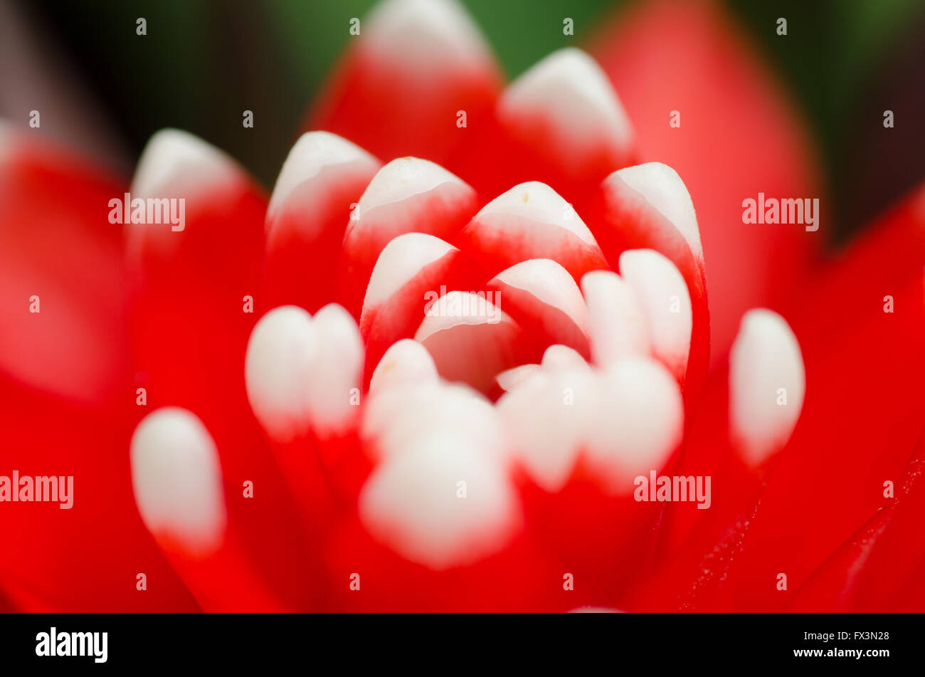 Schöne rote grünen Bromelien Pflanzen Stockfoto