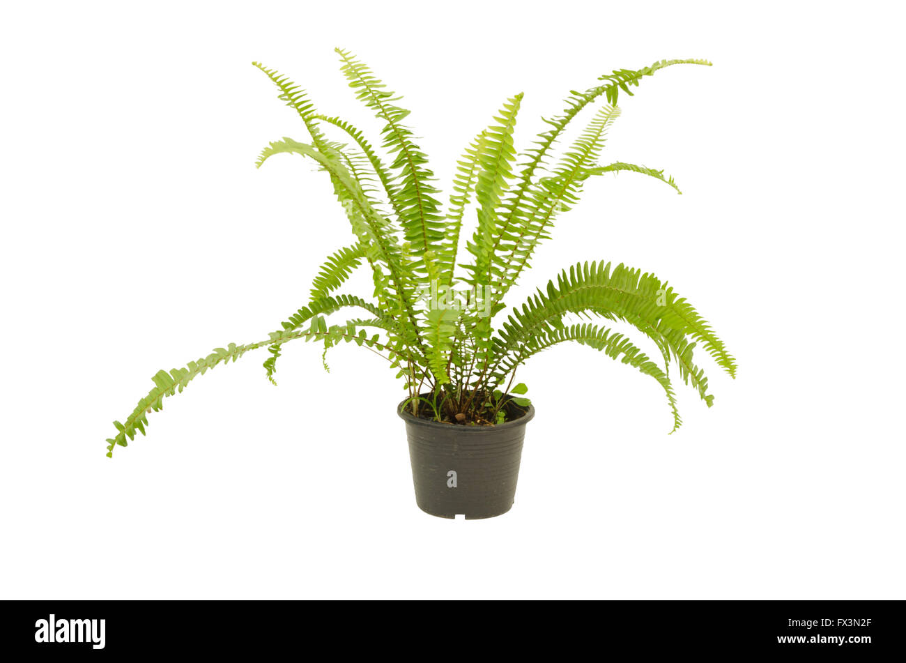 Knolle Schwert Farn, Schwert Farn. Wissenschaftlicher Name: Nephrolepsis  Biserrata Cr. Furcan Stockfotografie - Alamy