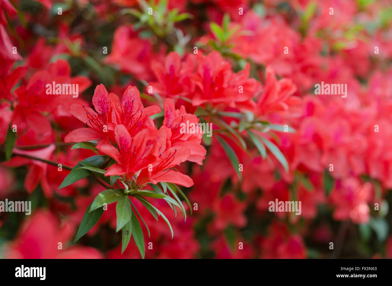 Azaleen blühen auf Baum (Rhododendron Simsii Planch) Stockfoto