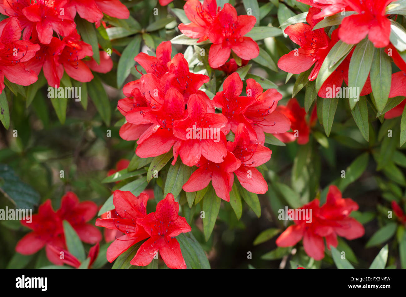 Azaleen blühen auf Baum (Rhododendron Simsii Planch) Stockfoto