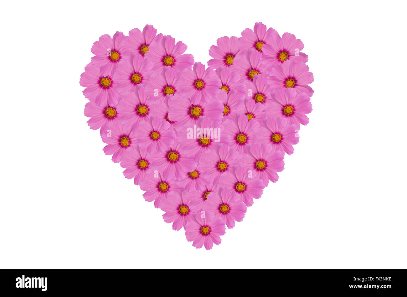 Kosmos Herz Blume isoliert auf weißem Hintergrund Stockfoto