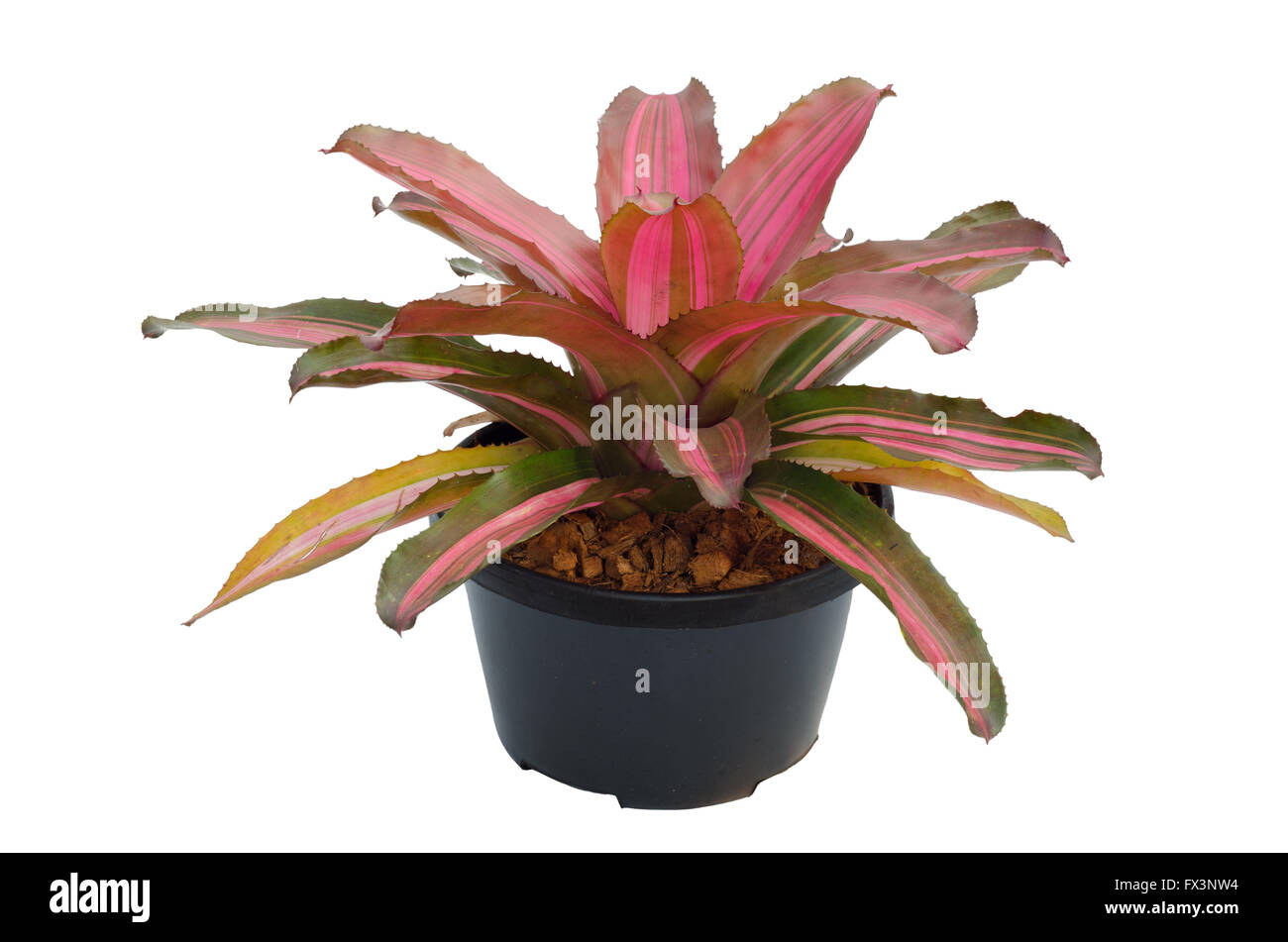 Bromelia pot -Fotos und -Bildmaterial in hoher Auflsung  Alamy