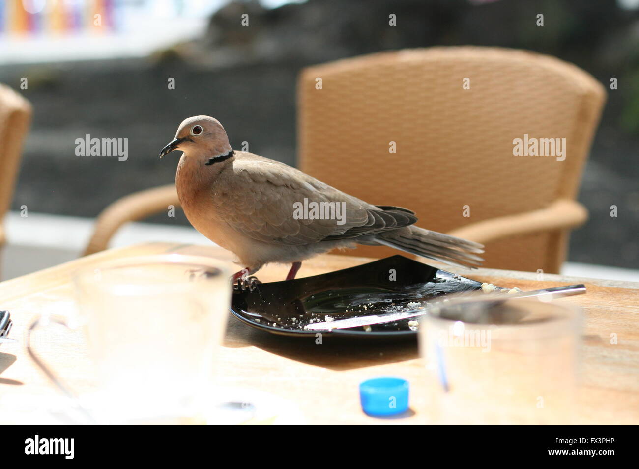 Hungrig Braun, Beige spanisch Taube stehend auf einem Tisch mit Krümel sichtbar, Wildlife Konzept, Sommerferien Konzept Stockfoto