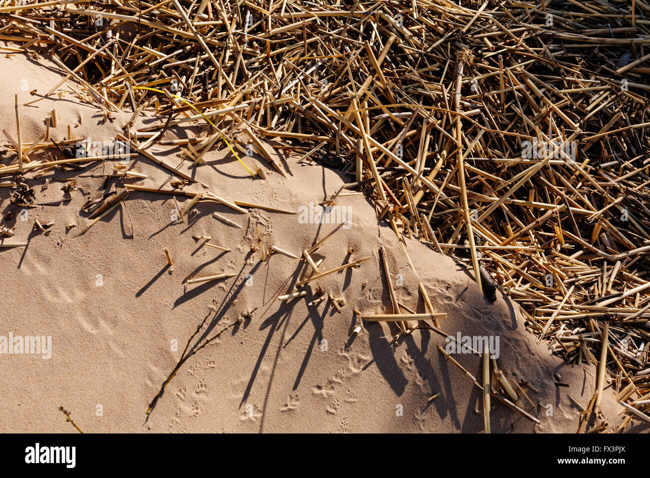 Sand und Stroh im Sommer. Stockfoto