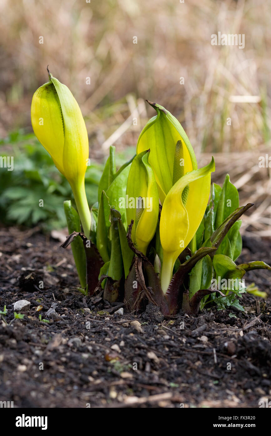 Lysichiton Americanus. Am westlichen Skunk Cabbage in einem englischen Garten. Stockfoto