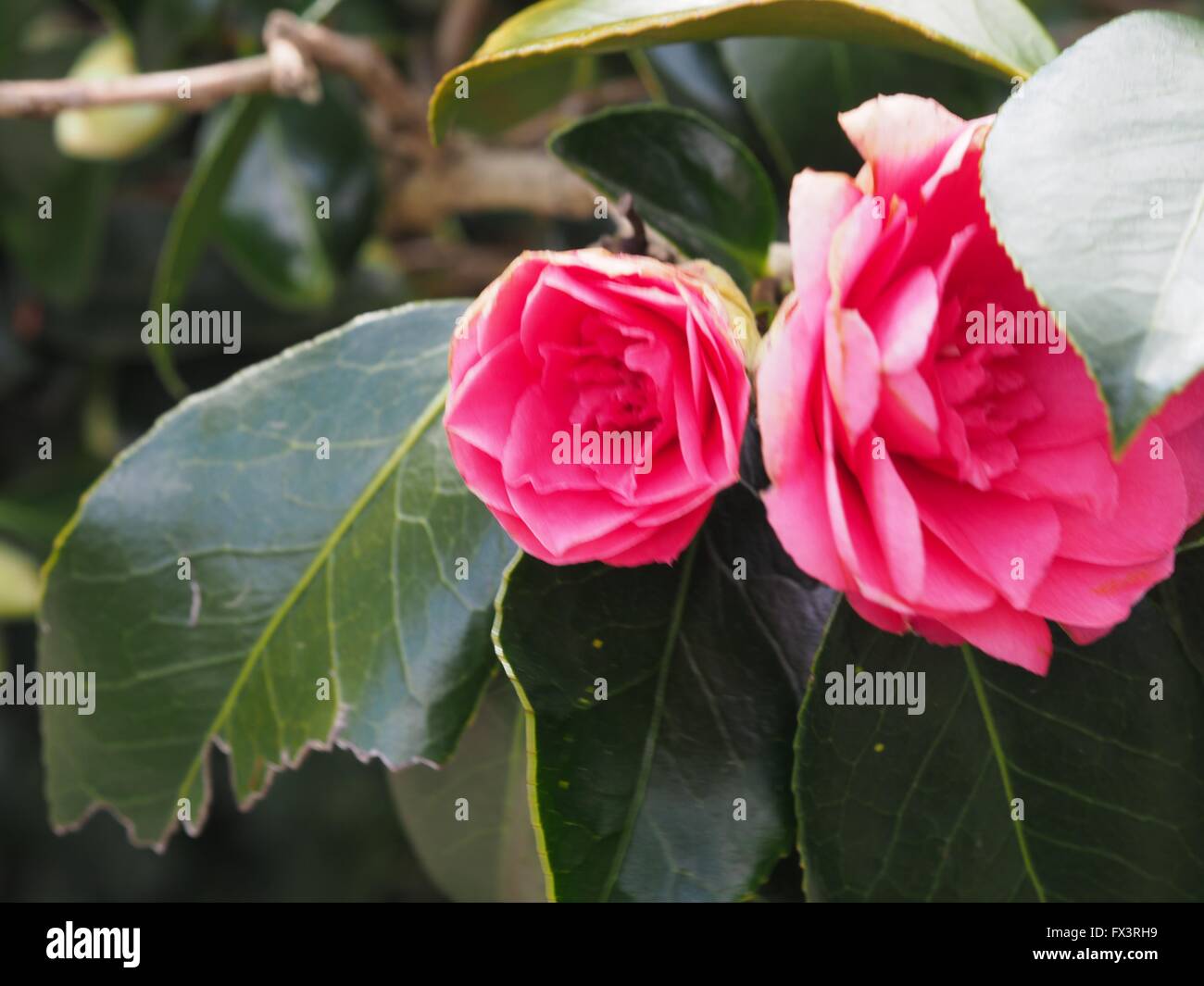 Blumen, Rose, Park, Parks, Kenwood House, Hampstead, West Hampstead, Park, Parks Stockfoto