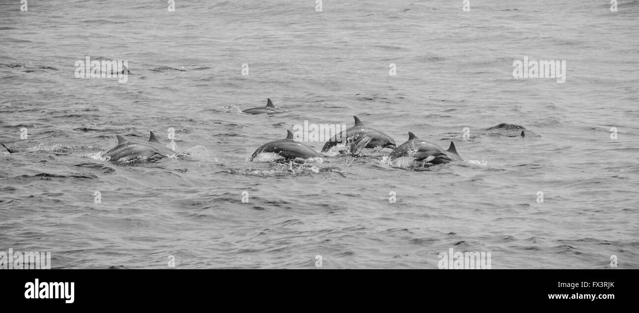 Delphin-Pod, Indischer Ozean, Sri Lanka Stockfoto