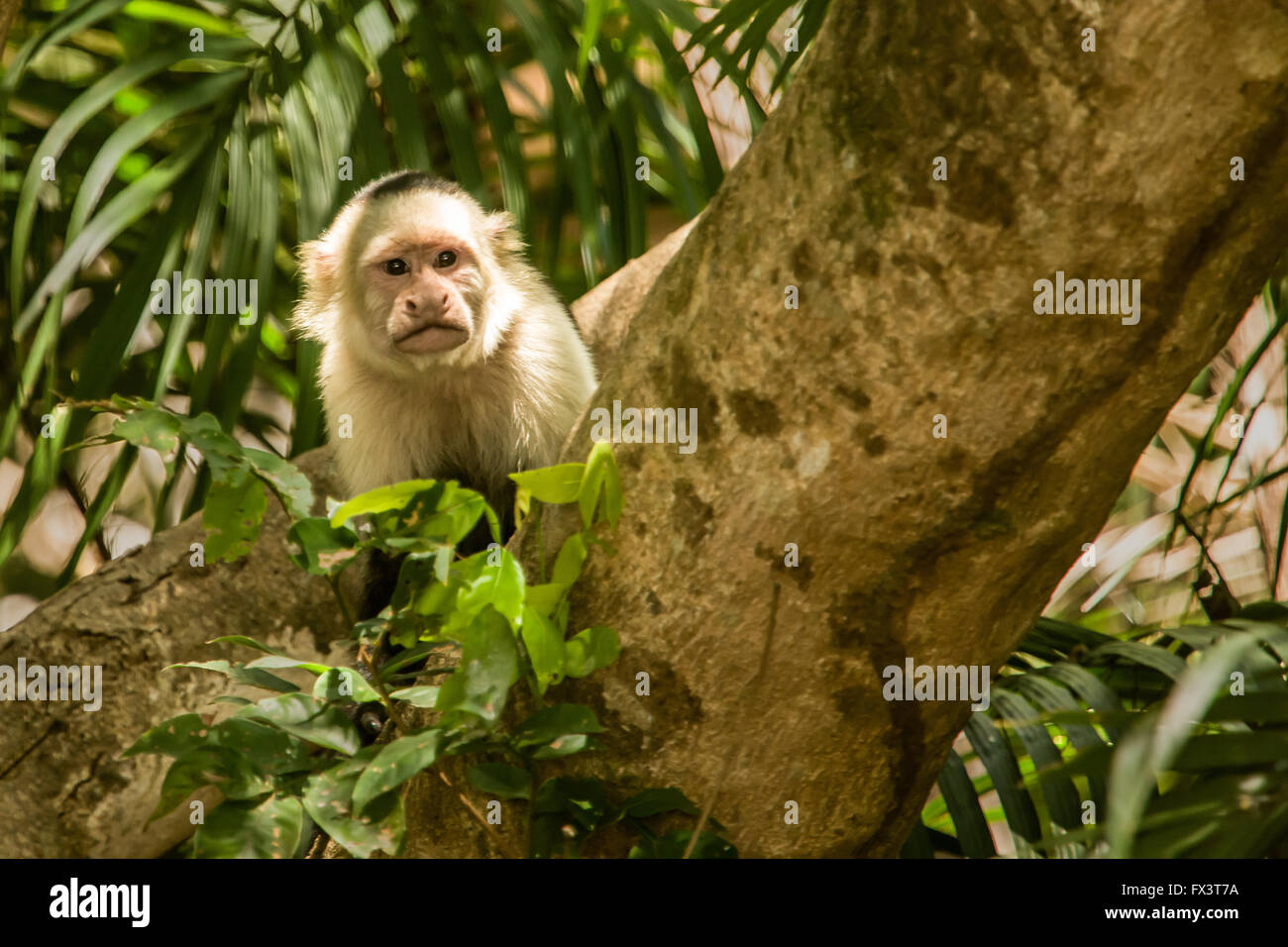 White-faced Capuchin (Cebus Capucinus) Affen gesehen auf einer Bootsfahrt auf dem Fluss Tempisque in Palo Verde Nationalpark, Costa Rica Stockfoto