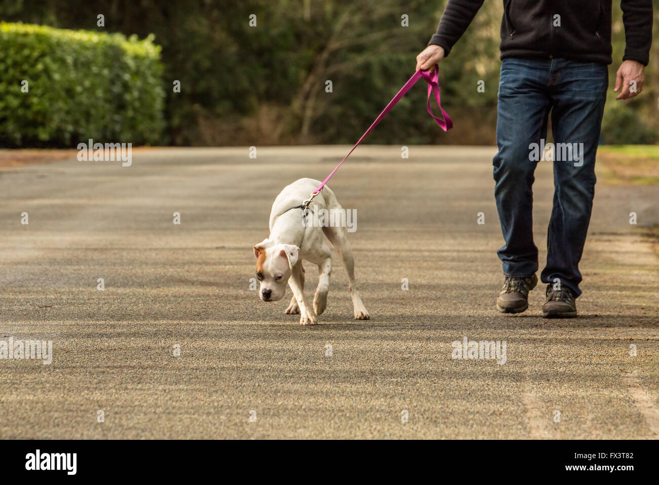 Mann zu Fuß seine Boxer-Welpe, Nikita, auf einer Straße in Issaquah, Washington, USA Stockfoto