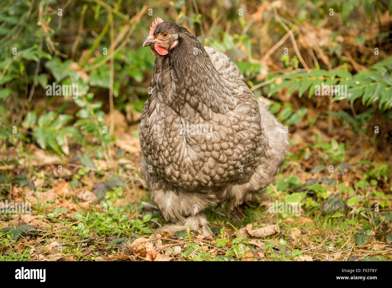 Freilebenden blaue Cochin Henne in Issaquah, Washington, USA. Ein anderer Name für dieses Huhn