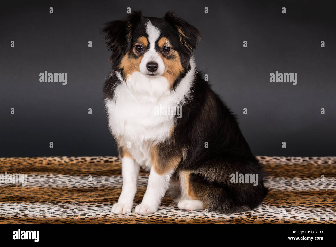 Toy Aussie Stockfotos Und Bilder Kaufen Alamy