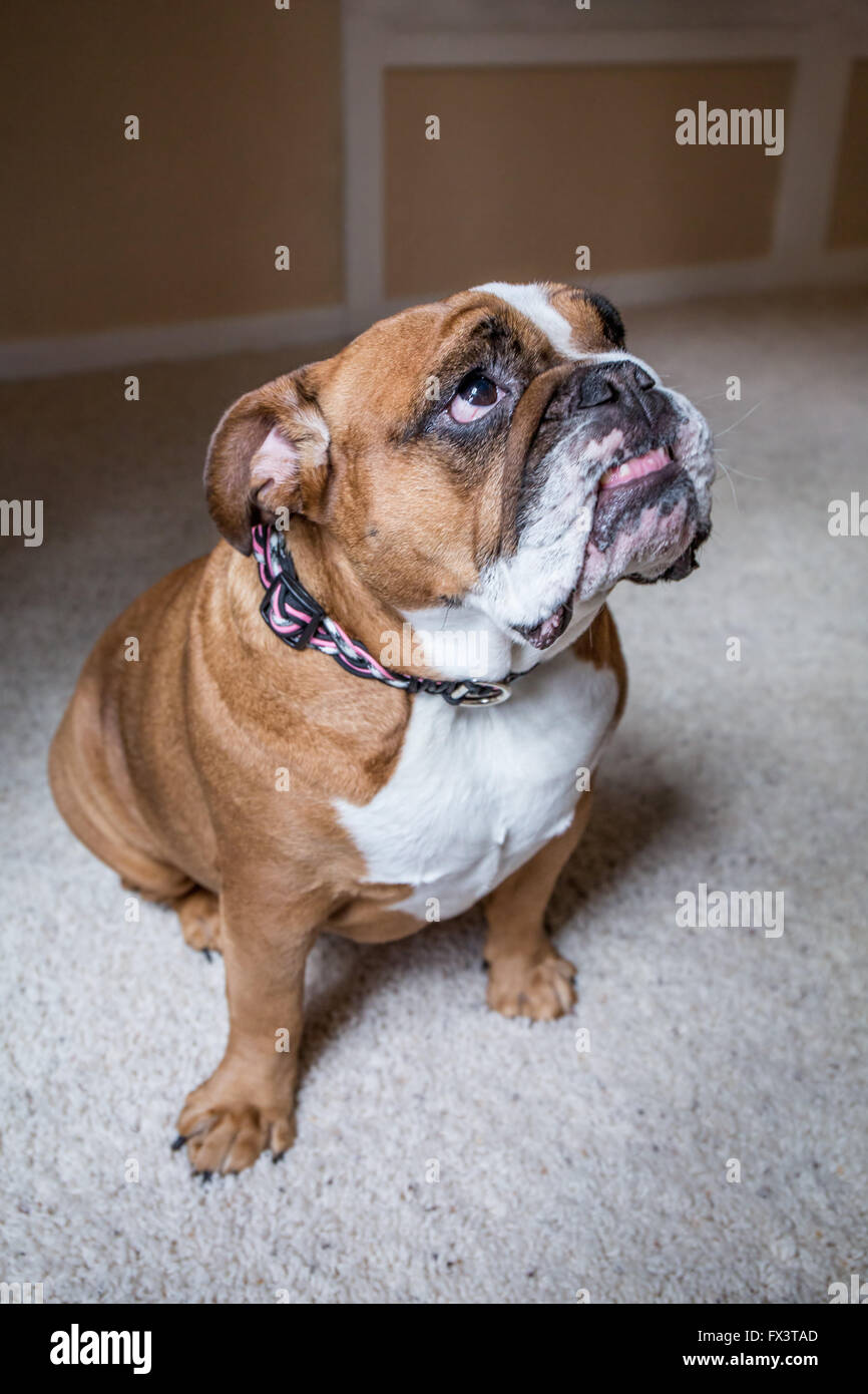 Tessa, die englische Bulldogge, auf einen "sitzen" und "Bleib" Befehl, hofft auf eine Festlichkeit in Issaquah, Washington, USA Stockfoto