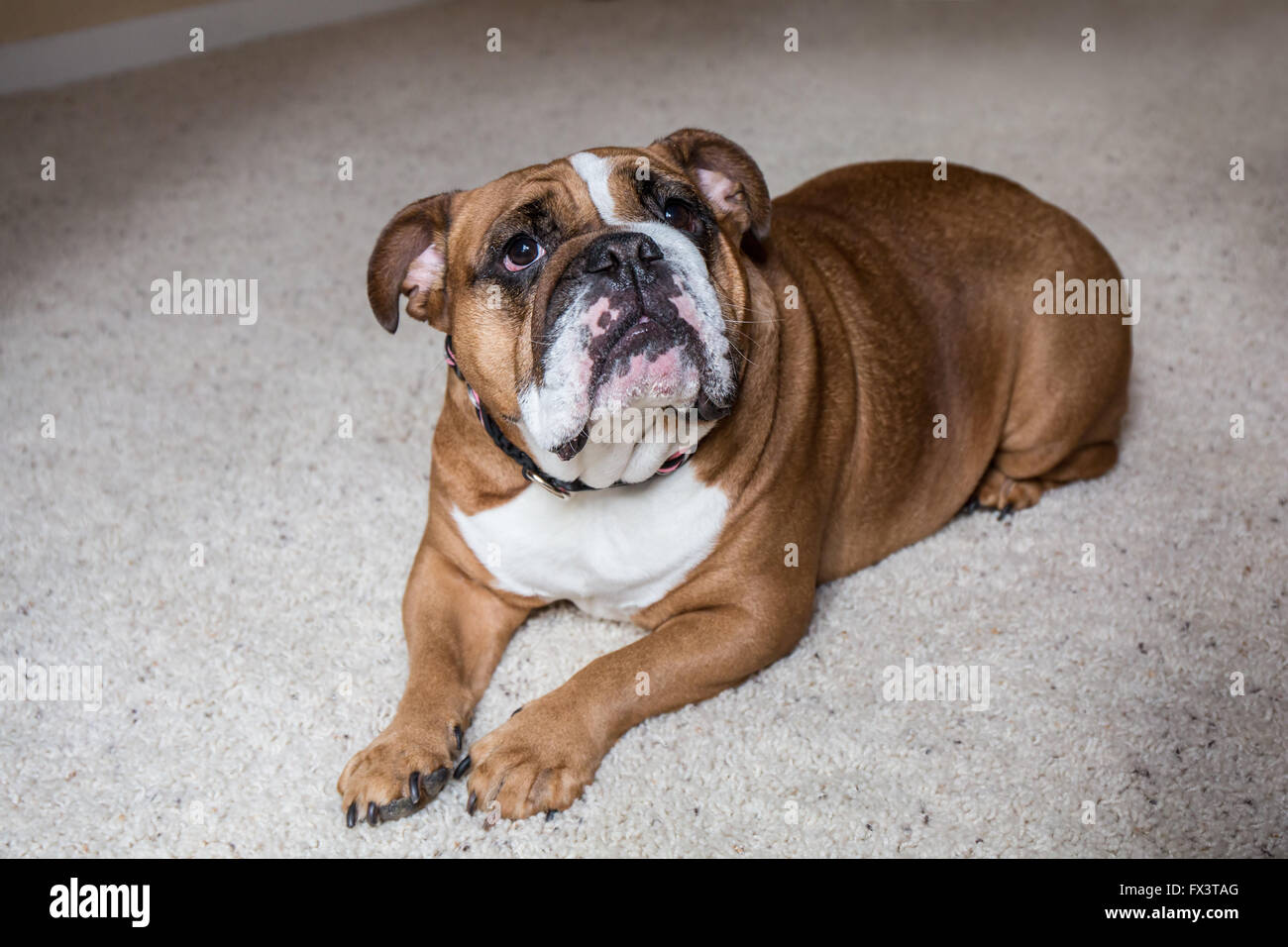Tessa, die englische Bulldogge, auf einem "nach unten" und "Bleib" Befehl, hofft auf eine Festlichkeit in Issaquah, Washington, USA Stockfoto