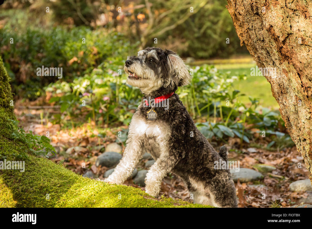 Schnoodle Welpen "Junho" posiert auf einem moosbedeckten umgestürzten Baum in Issaquah, Washington, USA Stockfoto