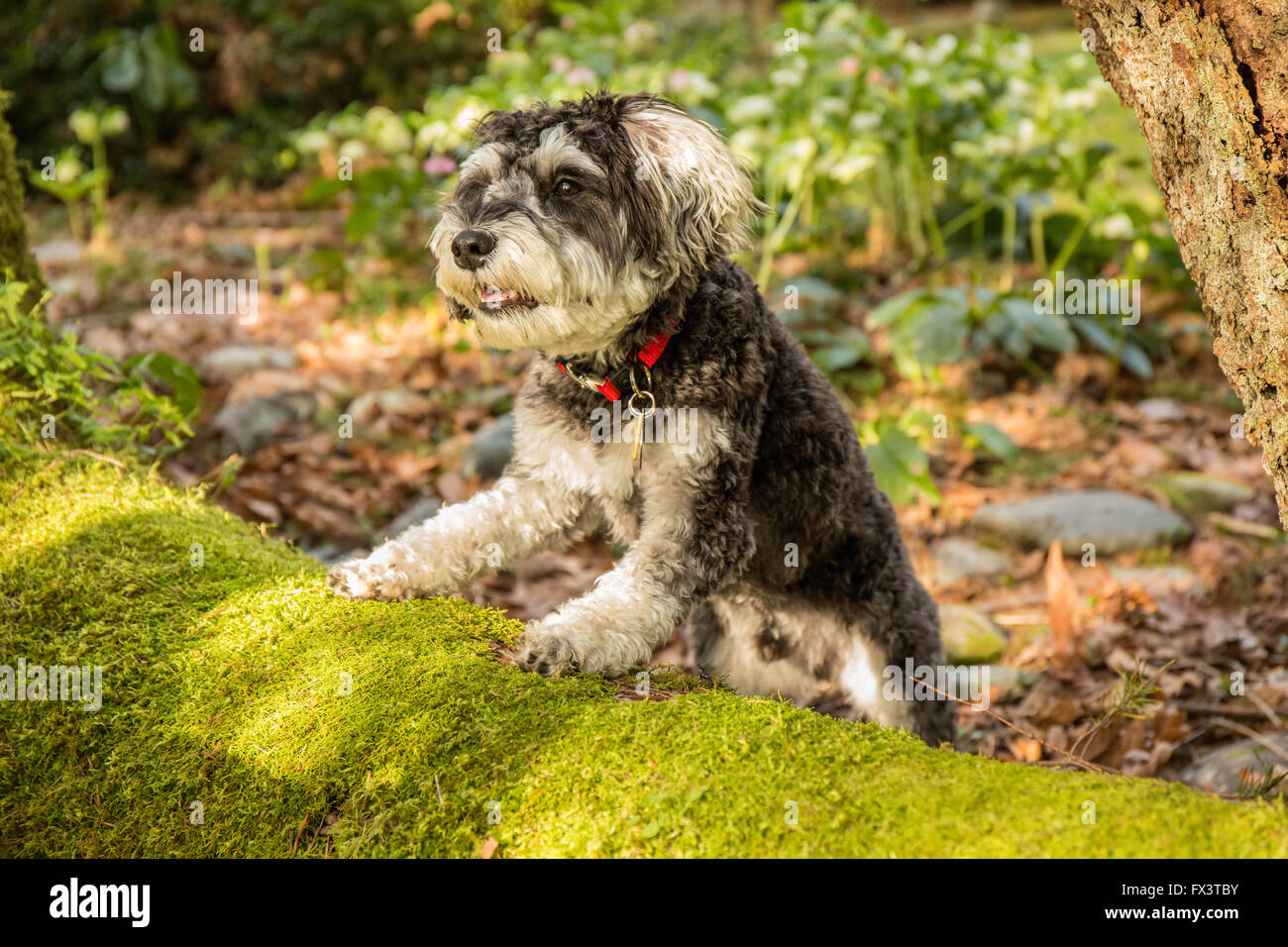 Schnoodle Welpen "Junho" posiert auf einem moosbedeckten umgestürzten Baum in Issaquah, Washington, USA Stockfoto