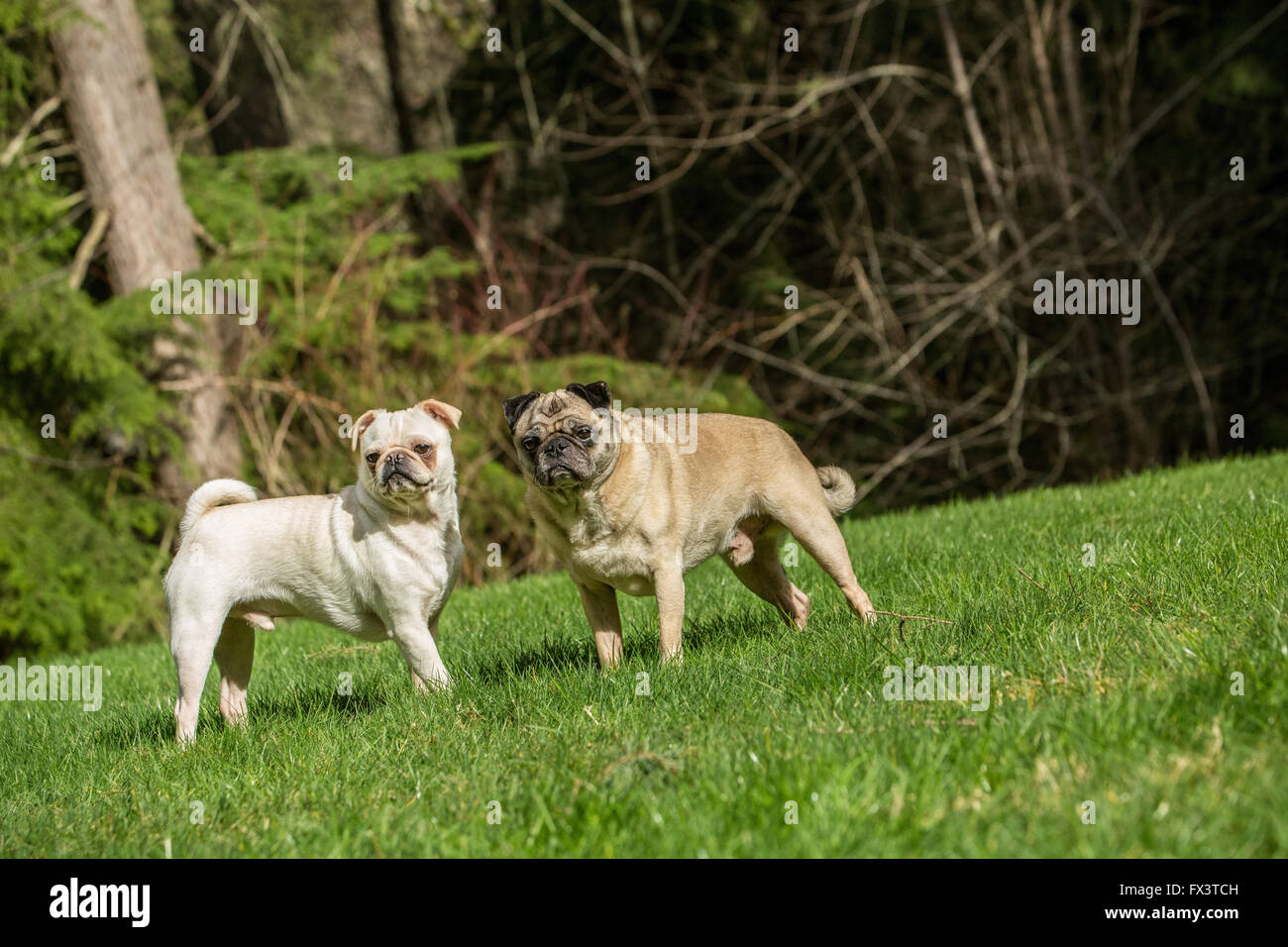 Beige und weiß Pugs, Bernie und Lewee in ihrem Garten in Redmond, Washington, USA Stockfoto