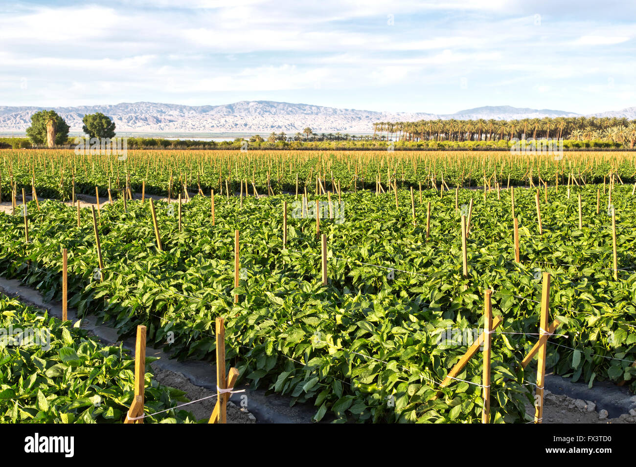 Trellisierte zweistufige Pfefferpflanzen, Feldbepflanzung, Orangenhaine, Dattelpalme 'Phoenix dactylifera' Plantage im Hintergrund. Stockfoto