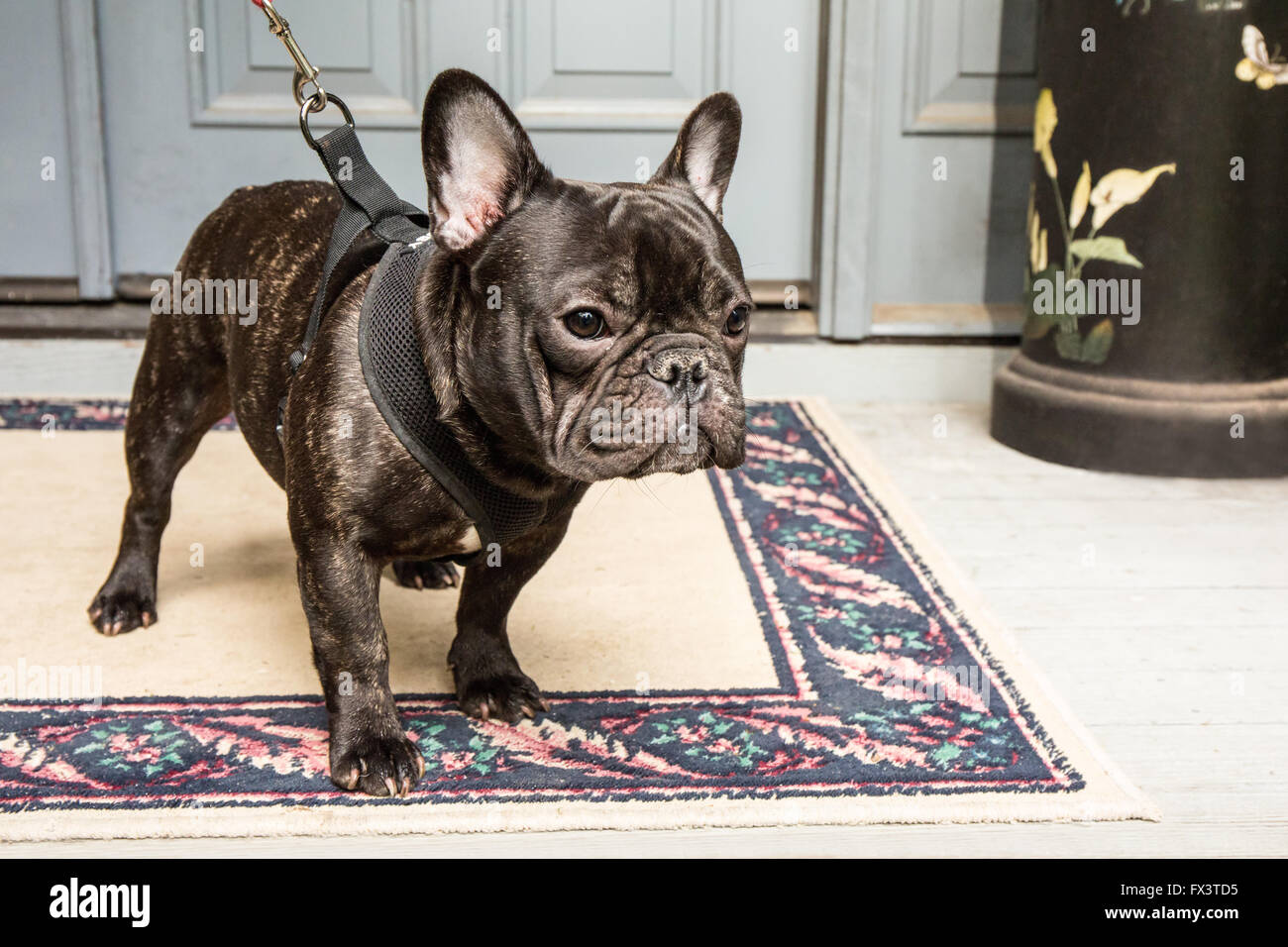 Dobee, die französische Bulldogge, begierig zu gehen für einen Spaziergang in Redmond, Washington, USA. Stockfoto