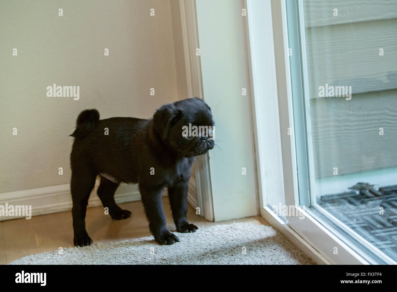 Fitzgerald, einen 10 Wochen alten schwarzen Mops Welpen warten lassen aus der Tür in Issaquah, Washington, USA Stockfoto