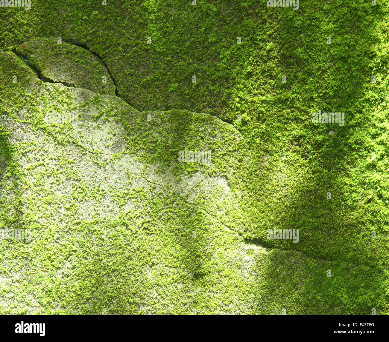 Natürliches Grün Moos auf Wand Textur Hintergrund. Stockfoto