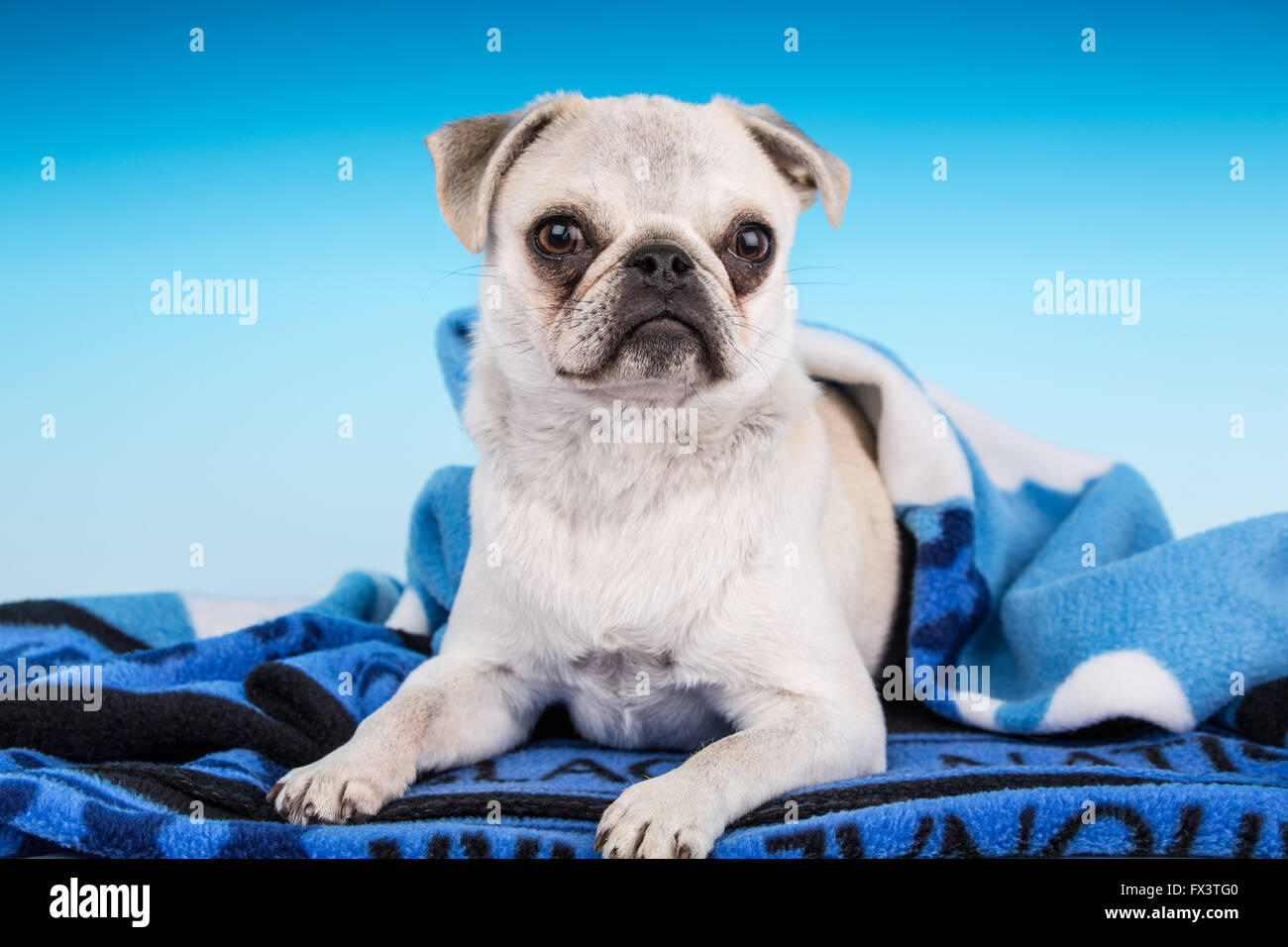 Max, einen weißen Mops Welpen, eingehüllt in eine blaue Decke in Issaquah, Washington, USA Stockfoto