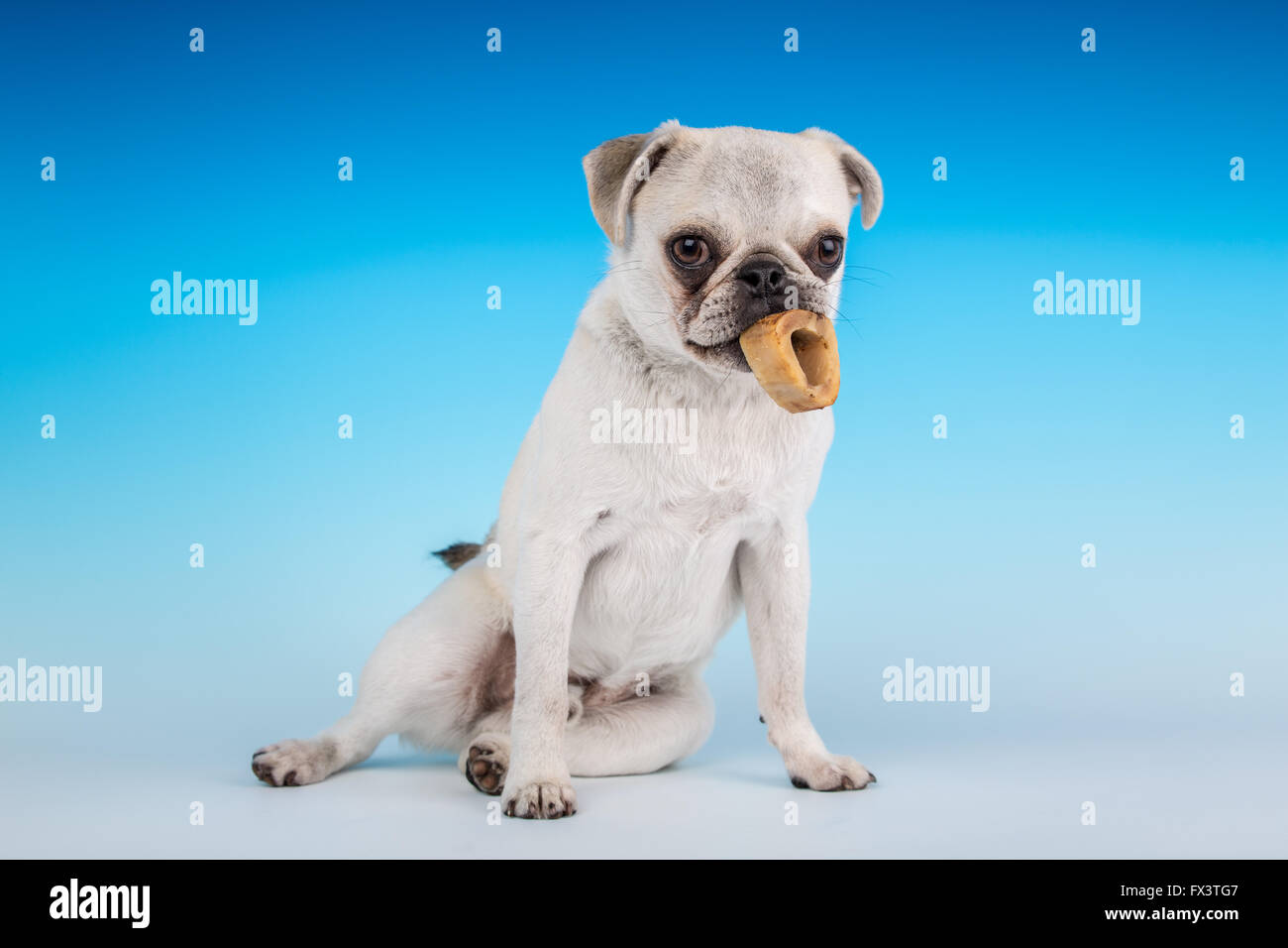 Max, einen weißen Mops Welpen Kauen auf einen Knochen in Issaquah, Washington, USA Stockfoto