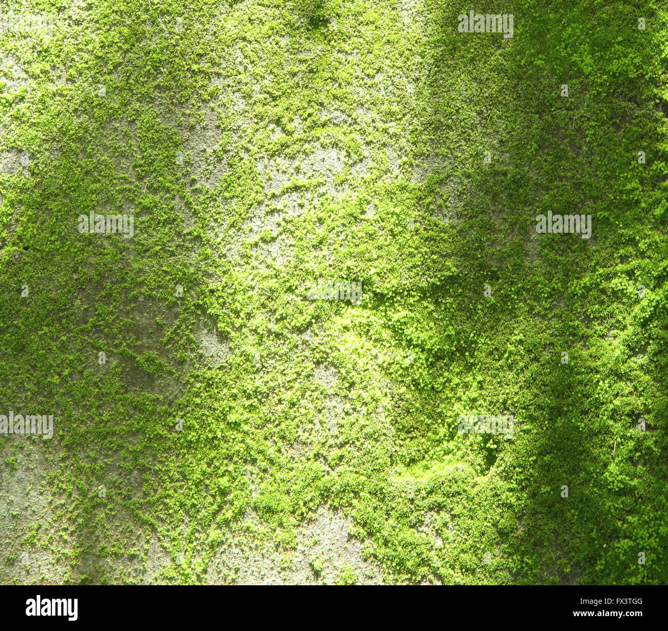 Natürliches Grün Moos auf Wand Textur Hintergrund. Stockfoto