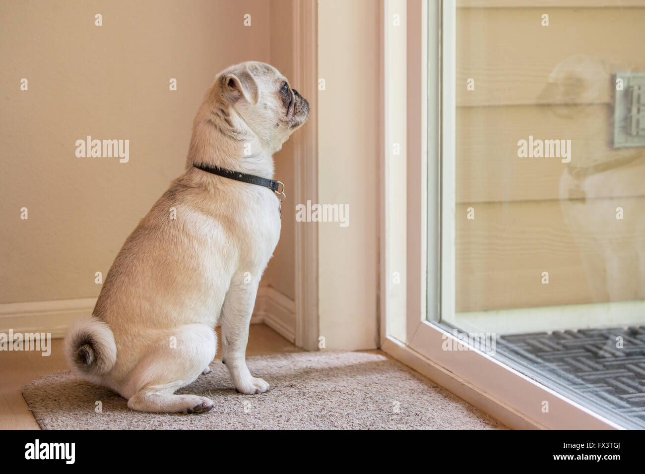 Max, einen weißen Mops Welpen, warten geduldig lassen aus der Tür, in Issaquah, Washington, USA Stockfoto