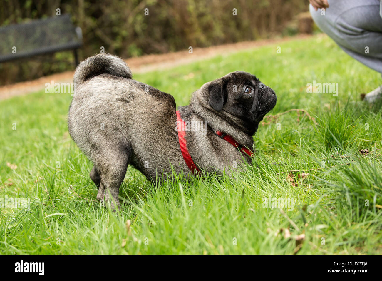Olive, Mops, spielerisch versuchen, ihrem Besitzer Koax in spielen im Park in Issaquah, Washington, USA Stockfoto