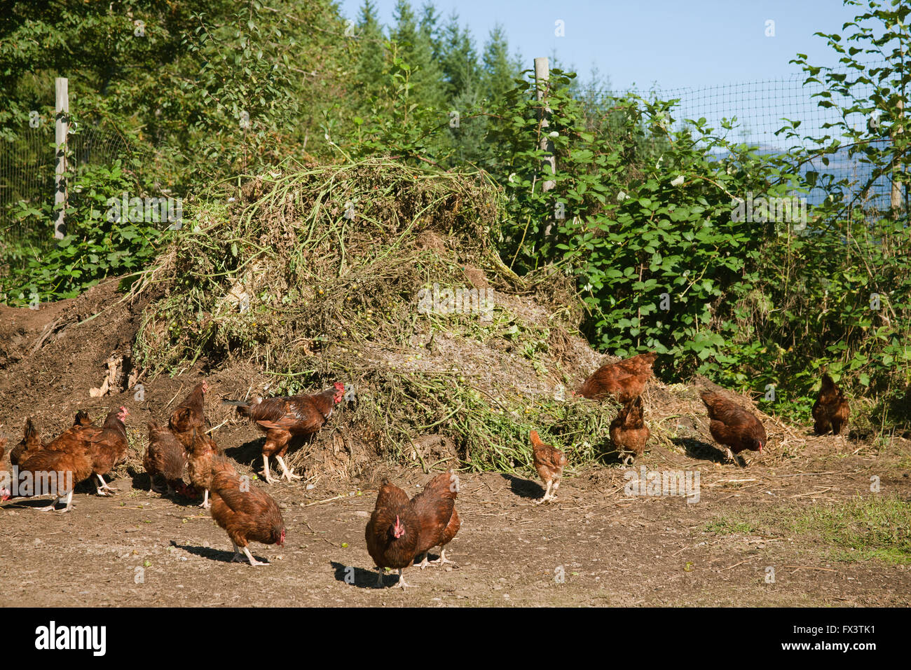 Freiheit Ranger Hühner sind frei und Essen kleine grüne Tomaten aus einen Kompost-haufen Stockfoto