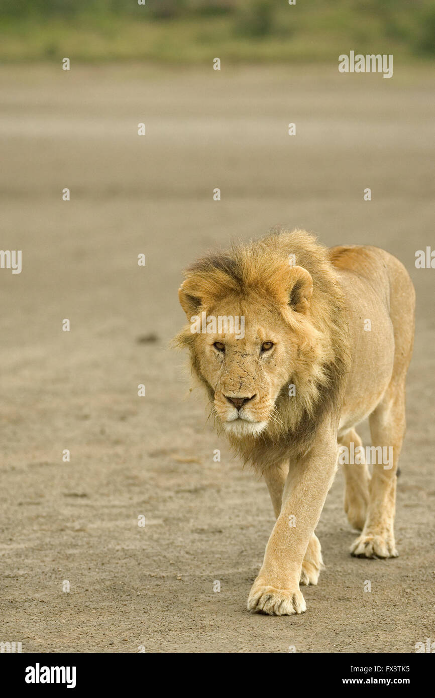 Männlicher Löwe zu Fuß am Strand im Bereich Serengeti in Tansania Stockfoto