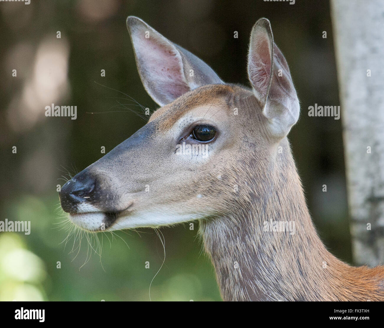 Close-up Leiter Whitetail Doe-Seitenansicht Stockfoto