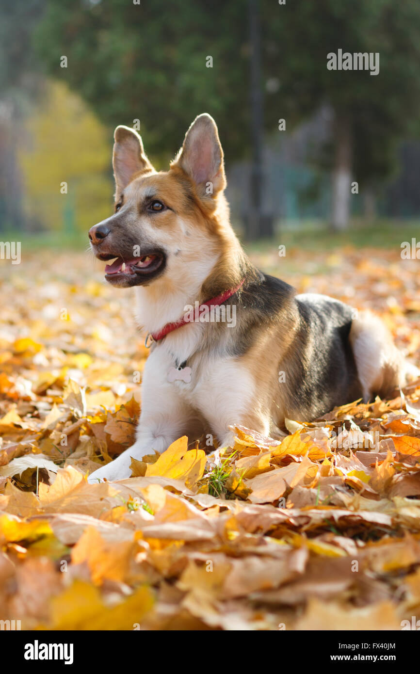 Gelbe und graue Rüde in roter Kragen sitzt in das Herbstlaub, Stockfoto