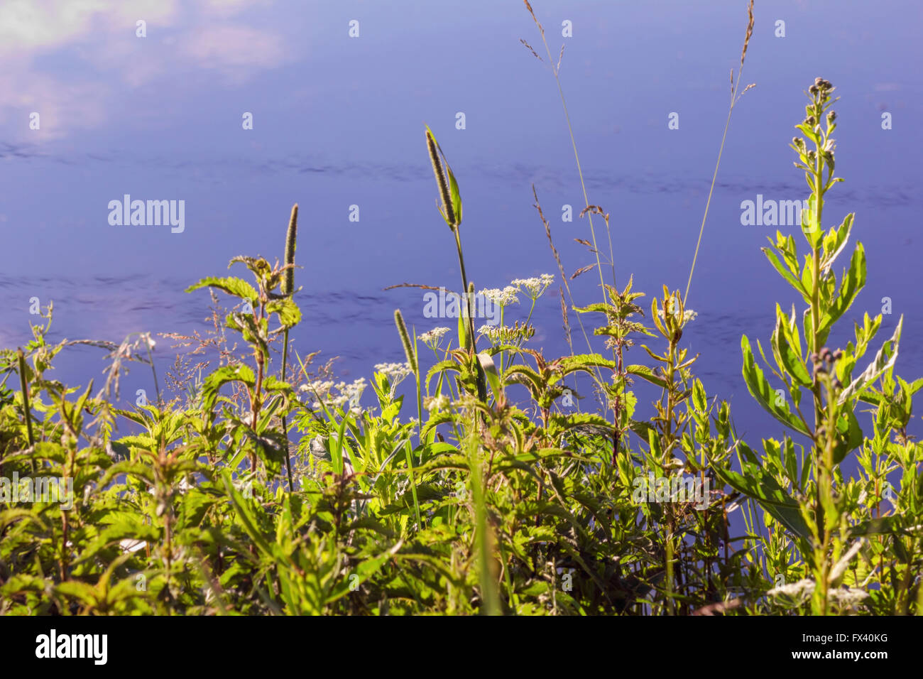 Sommerpflanzen am blauen Wasser am sonnigen Tag Stockfoto