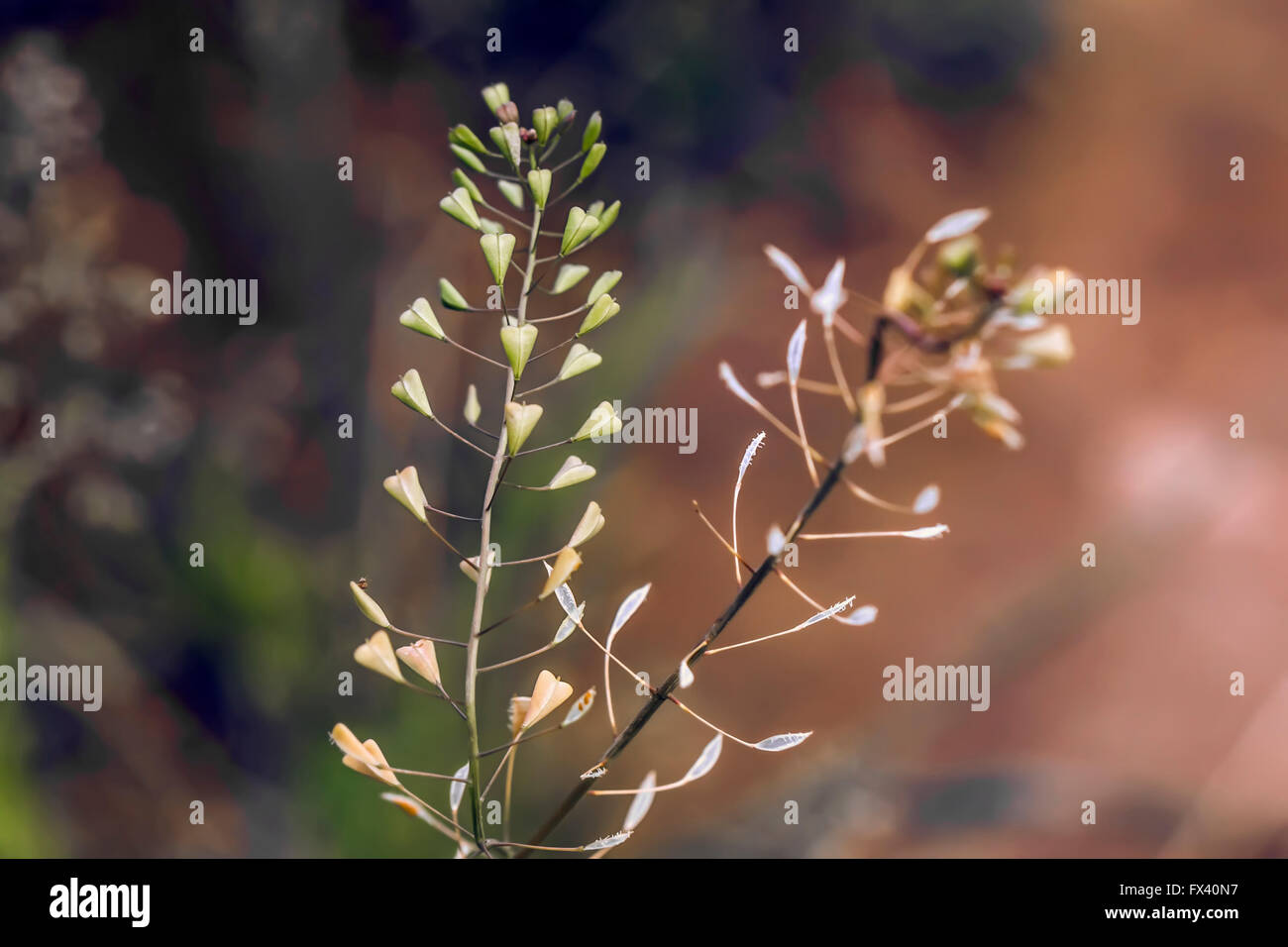 Schöne Pflanze Capsella Bursa-Pastoris bei mehrfarbigen Hintergrund Stockfoto