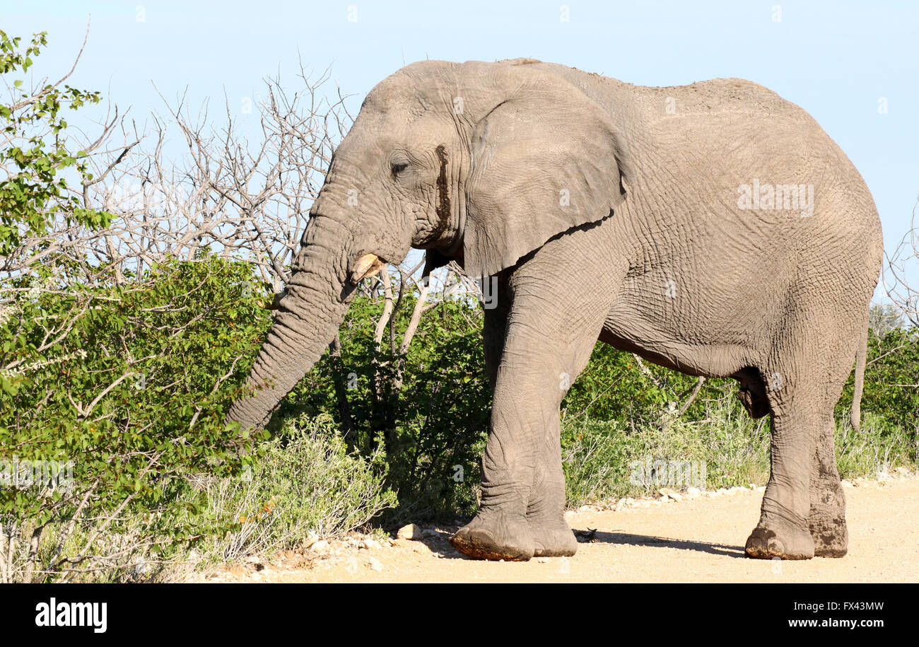 Afrikanischer Elefant, Etosha NP, Namibia, Loxodonta africana Stockfoto