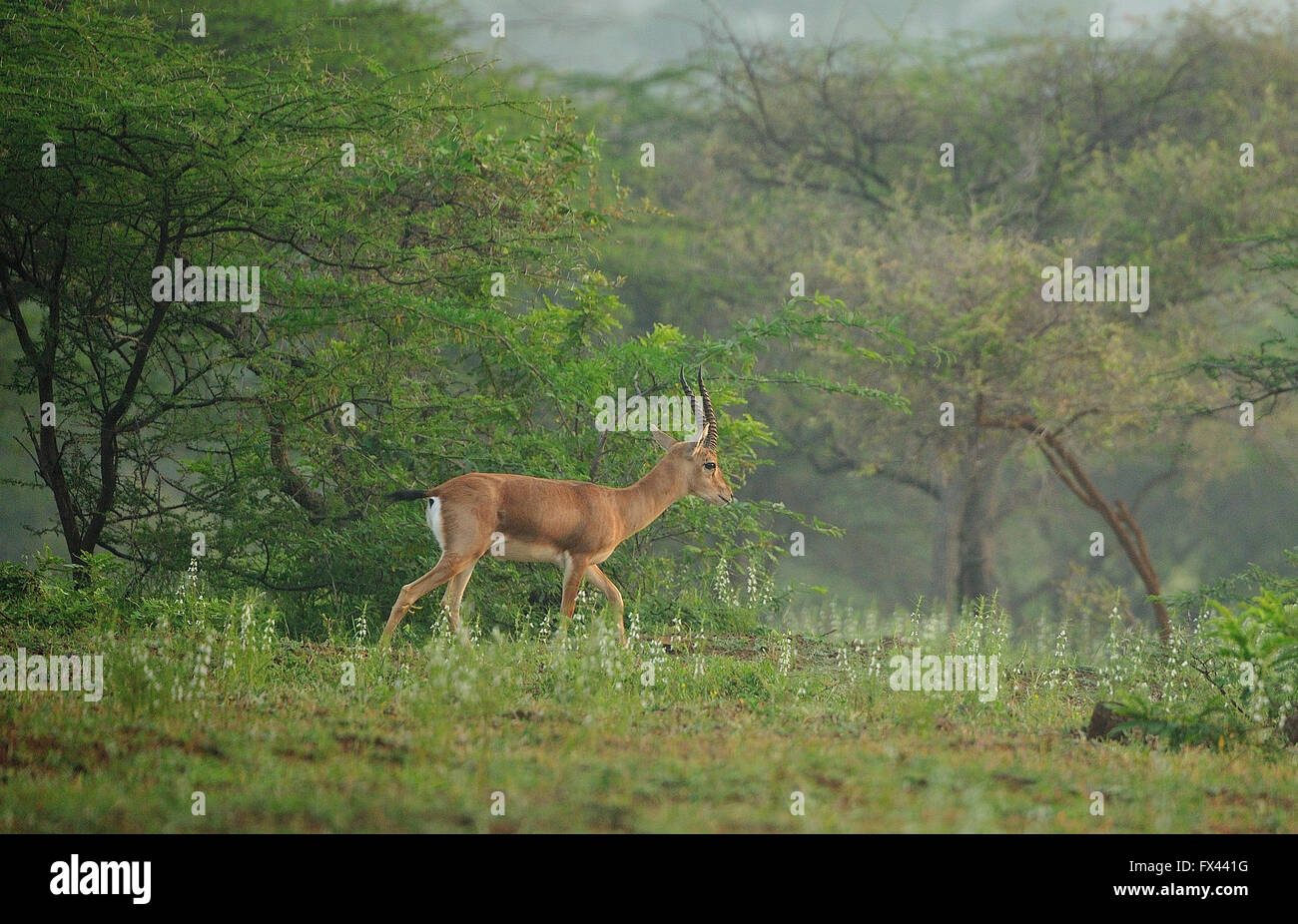 Chinkara indische Gazelle in grüner Lebensraum Stockfoto