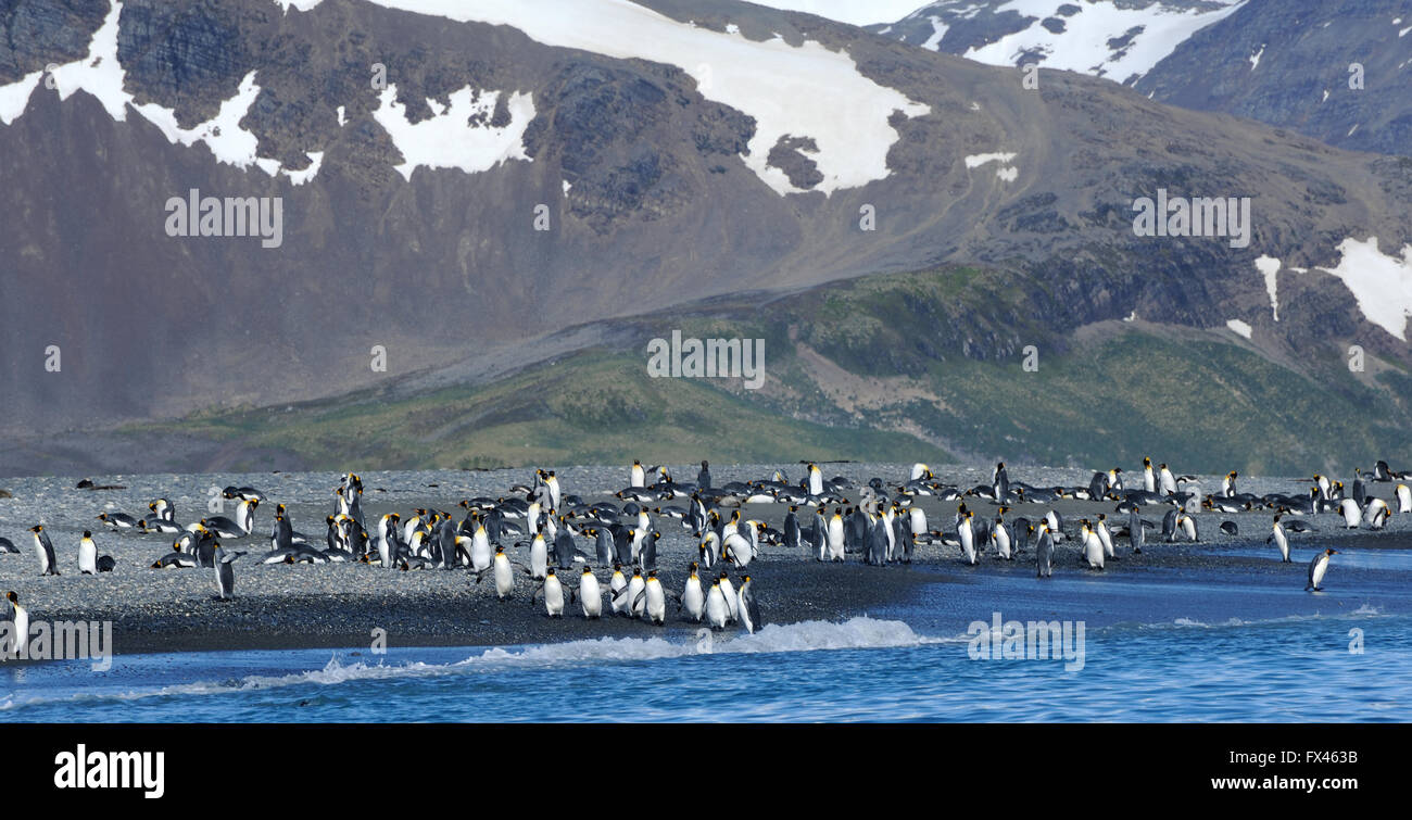 Königspinguine (Aptenodytes Patagonicus) am Strand in der Nähe von ihre Verschachtelung Kolonie. Salisbury Plain, Bucht der Inseln, Süd-Georgien. Stockfoto