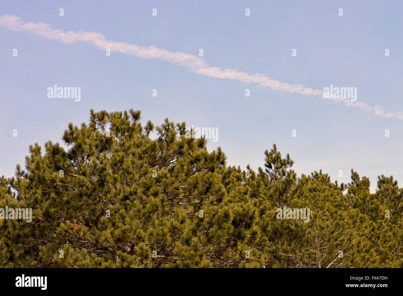 Tree Tops Stockfoto