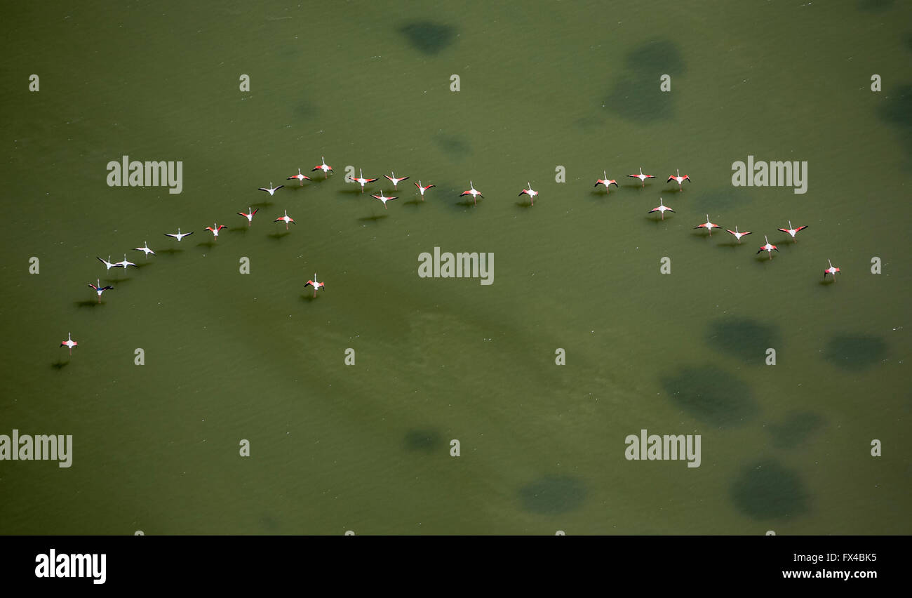 Luftaufnahme, Camargue, Schwärme von Flamingos auf der Niedrigwasser Markierung der Camargue, Flamingos (Phoenicopteridae), rosa-Flamingo, Stockfoto