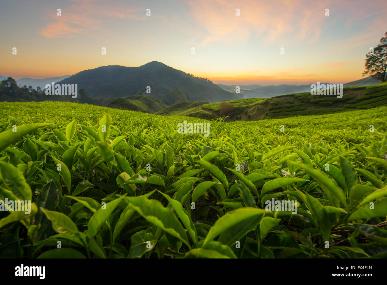 Teeplantage in Cameron Highlands, Malaysia Stockfoto