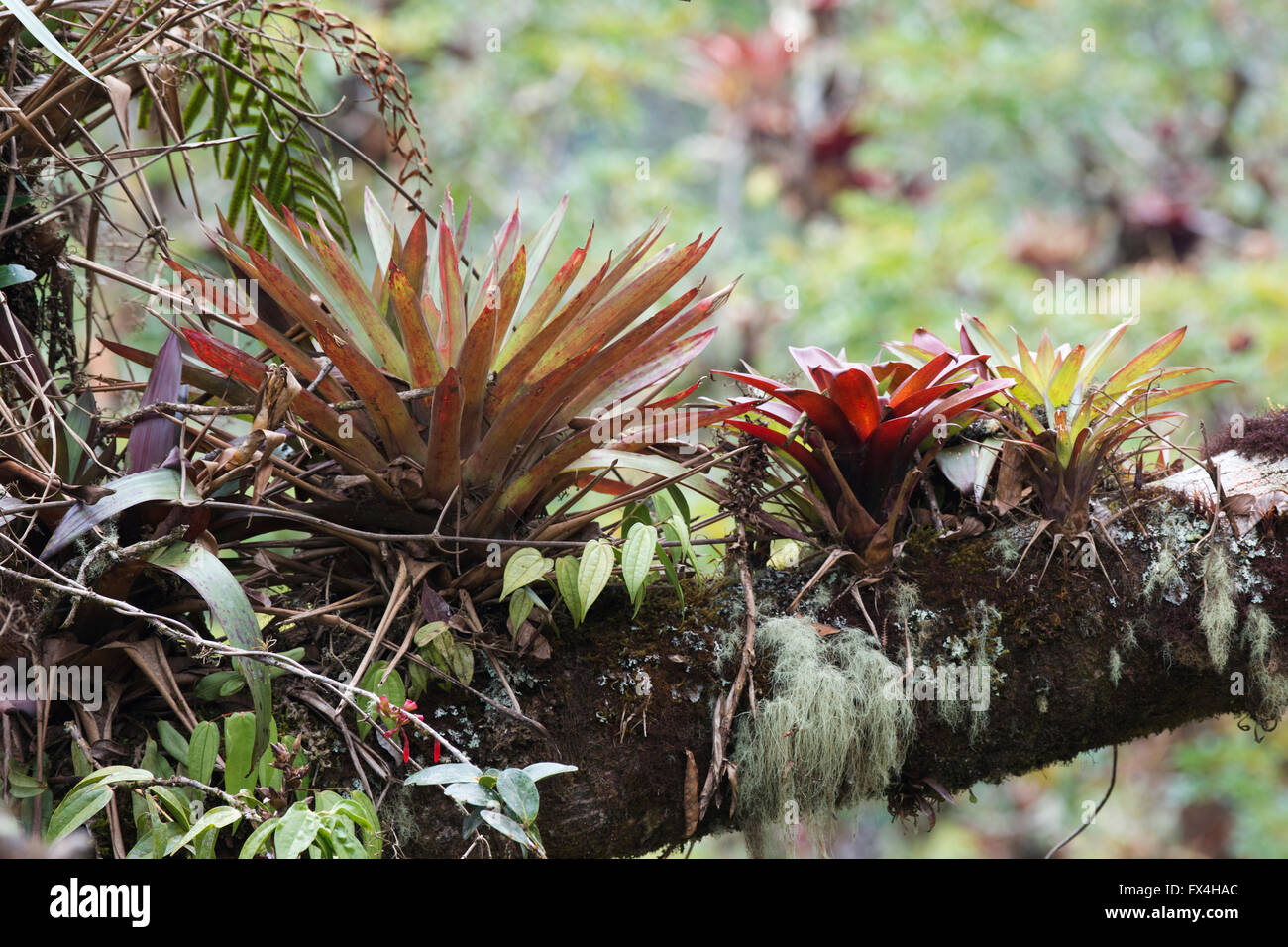 Bromelien (Bromelia SP.) im Baum, Nationalpark Los Quetzales, Provinz San José, Costa Rica Stockfoto