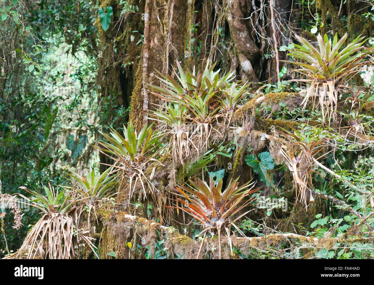 Bromelie im Regenwald Stockfotografie - Alamy