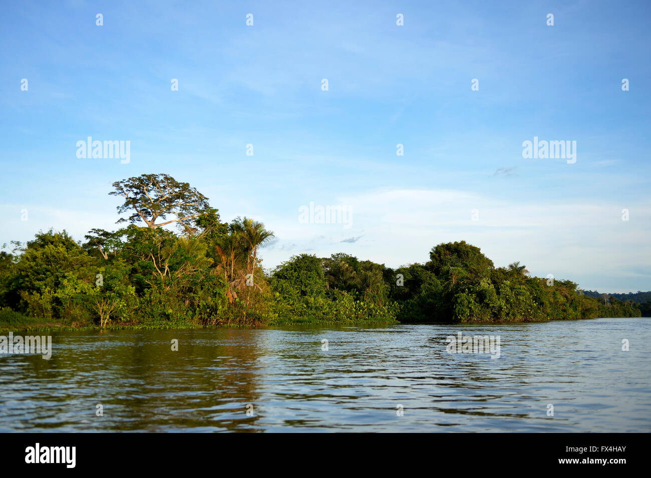 Tropischen Regenwaldes am Ufer des Rio Tapajos, Pimentel, Itaituba, Bundesstaat Pará, Brasilien Stockfoto