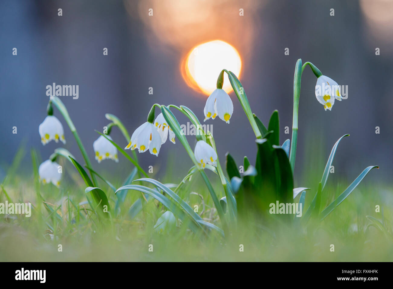 Schneeflocken (Leucojum Vernum) Frühling mittleren Elbe-Biosphärenreservat, Sachsen-Anhalt, Deutschland Stockfoto