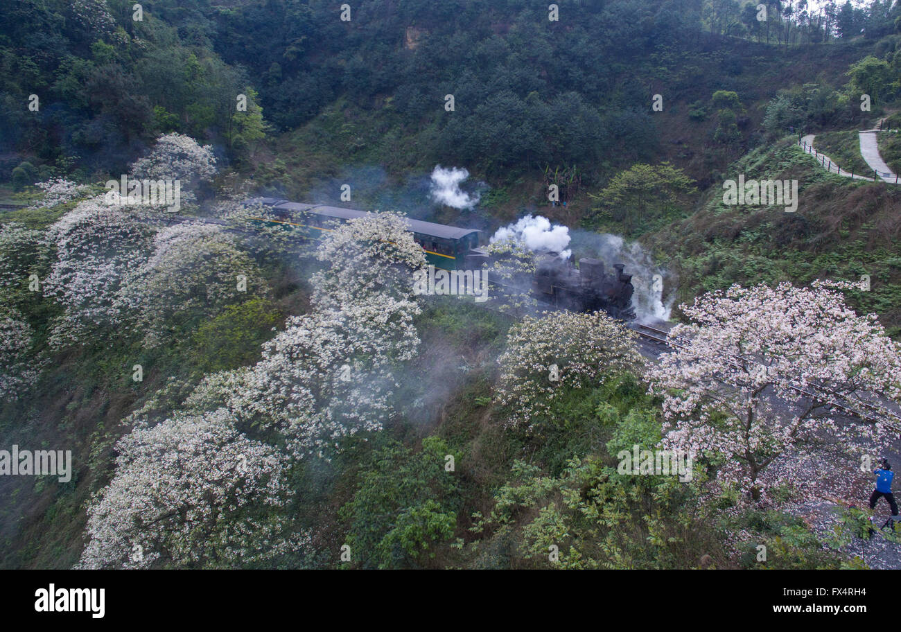 Jianwei, Provinz Sichuan. 11. April 2016. Ein Dampfzug vergeht Tung Baum Blumen in Jianwei County, der südwestlichen chinesischen Provinz Sichuan, 11. April 2016. Jiayang Dampfzug, die läuft seit einem halben Jahrhundert und hält immer noch den alten Schmalspur-Dampf Zug Bedienungsweise, ist derzeit ein Teil der lokalen Tourismusindustrie. Bildnachweis: Jiang Hongjing/Xinhua/Alamy Live-Nachrichten Stockfoto