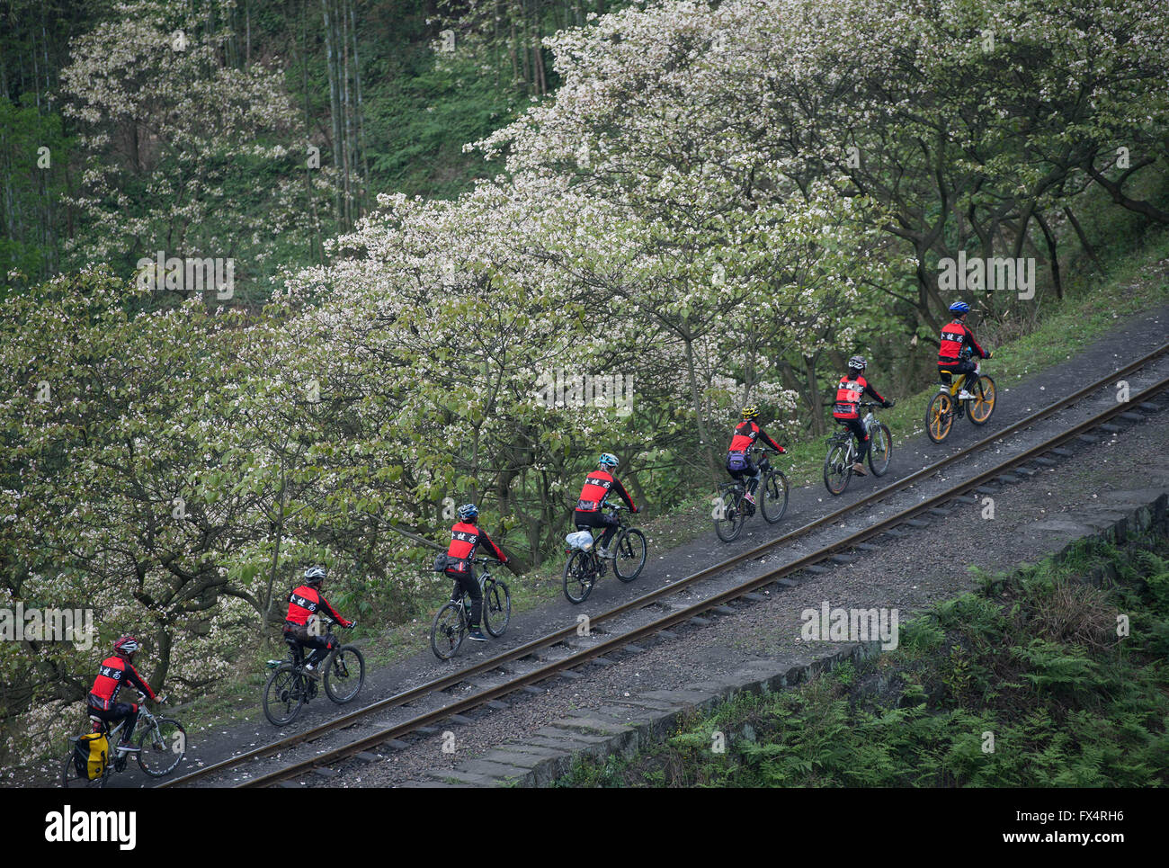 Jianwei, Provinz Sichuan. 10. April 2016. Ein Radsportteam vergeht Tung Baum Blumen entlang einer Schmalspurbahn in Jianwei County, der südwestlichen chinesischen Provinz Sichuan, 10. April 2016. Jiayang Dampfzug, die läuft seit einem halben Jahrhundert und hält immer noch den alten Schmalspur-Dampf Zug Bedienungsweise, ist derzeit ein Teil der lokalen Tourismusindustrie. Bildnachweis: Jiang Hongjing/Xinhua/Alamy Live-Nachrichten Stockfoto