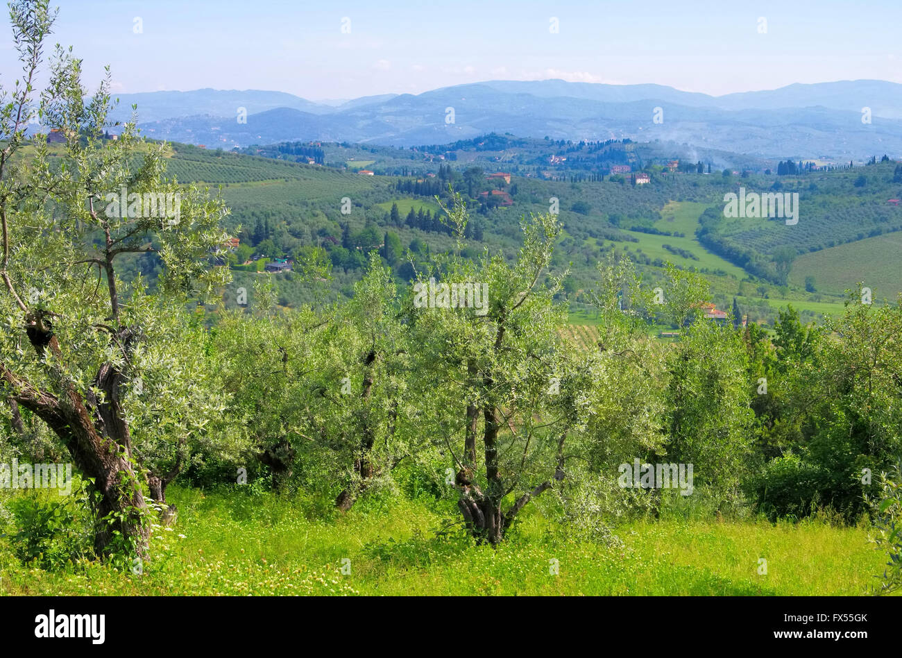 Chianti-Landschaft Mit Olivenhainen - Chianti-Landschaft mit Olivenhainen Stockfoto