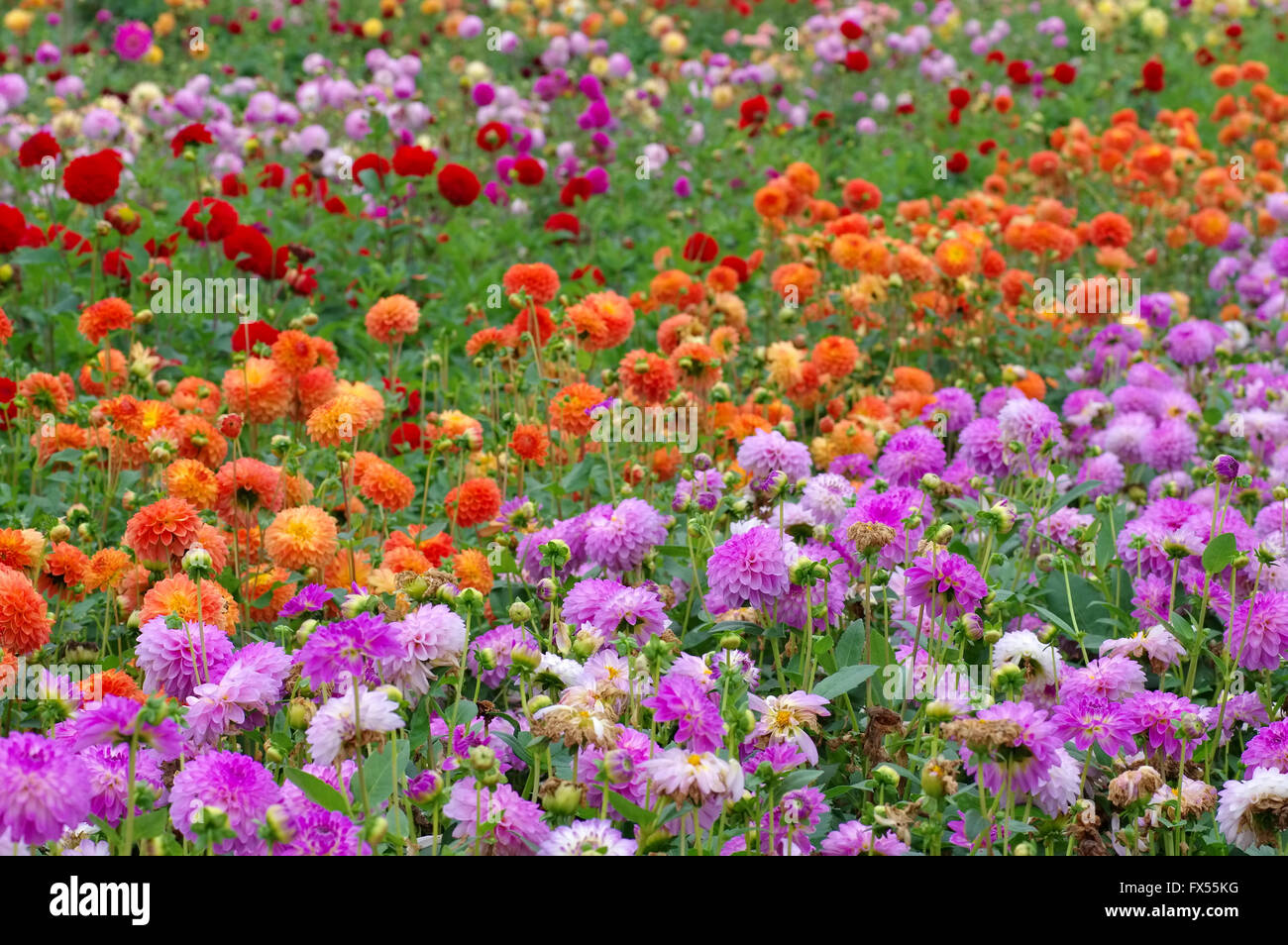 Dahlienfeld Im Sommer - Dahlie Feld im Sommer, viele Sorten Stockfoto