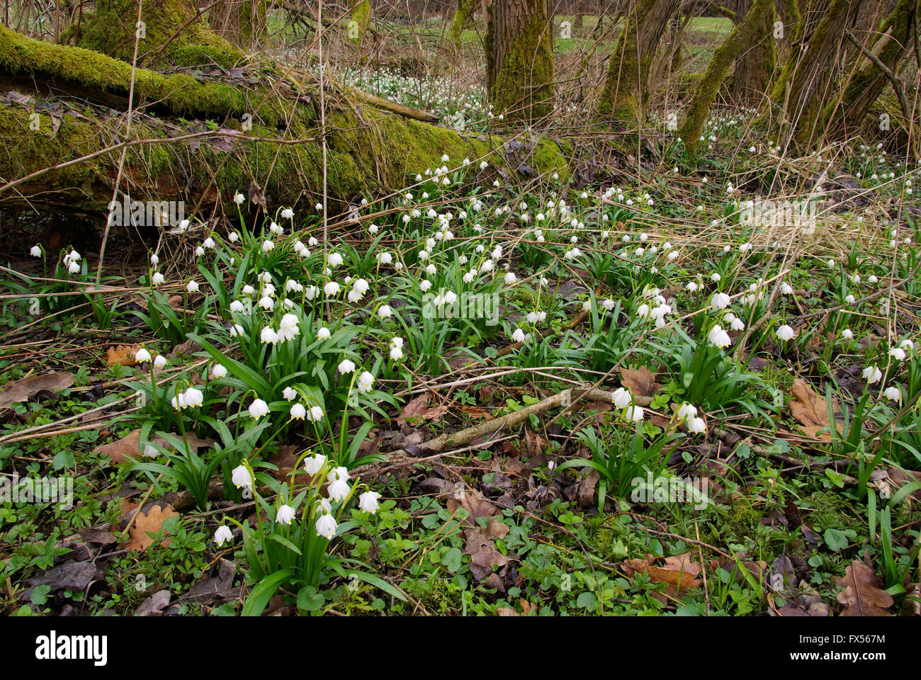 Märzenbecher - wilde Narzisse 08 Stockfoto